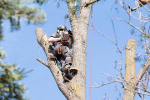 <span  class="uc-style-71838270483" style="color:#ffffff;">jade-tree-service-06</span>