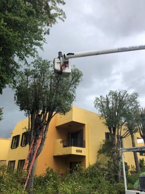<span  class="uc-style-156112300291" style="color:#ffffff;">jade-tree-service-14</span>