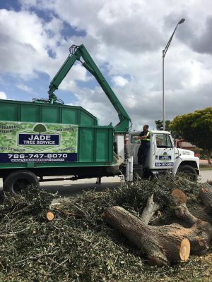 <span  class="uc-style-194213632190" style="color:#ffffff;">jade-tree-service-18</span>