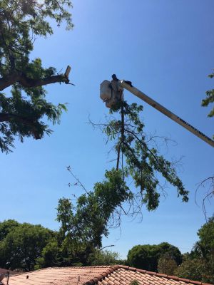 <span  class="uc-style-248156477353" style="color:#ffffff;">jade-tree-service-23</span>