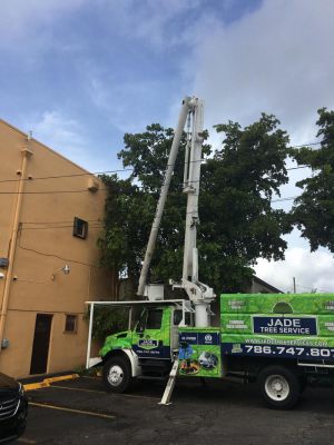 <span  class="uc-style-267830169935" style="color:#ffffff;">jade-tree-service-25</span>