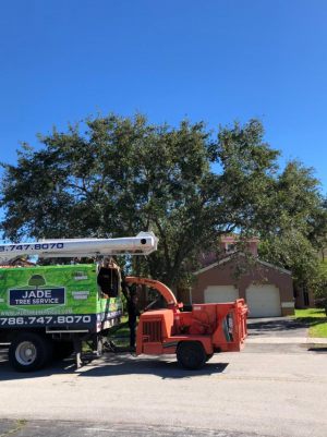 <span  class="uc-style-271828644535" style="color:#ffffff;">jade-tree-service-26</span>