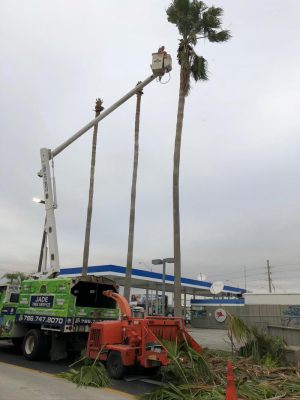 <span  class="uc-style-293162762043" style="color:#ffffff;">jade-tree-service-28</span>