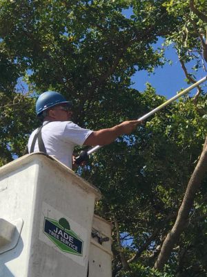 <span  class="uc-style-315031506829" style="color:#ffffff;">jade-tree-service-30</span>