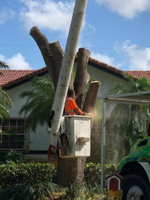 <span  class="uc-style-322160711836" style="color:#ffffff;">jade-tree-service-31</span>