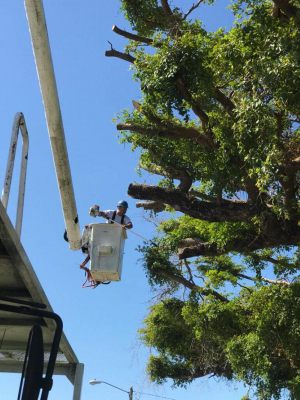 <span  class="uc-style-331907242885" style="color:#ffffff;">jade-tree-service-32</span>