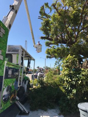 <span  class="uc-style-347812854619" style="color:#ffffff;">jade-tree-service-33</span>