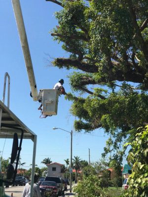 <span  class="uc-style-358213748952" style="color:#ffffff;">jade-tree-service-34</span>