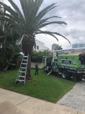 <span  class="uc-style-363105685705" style="color:#ffffff;">jade-tree-service-35</span>