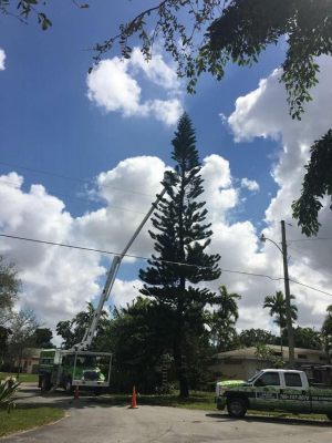 <span  class="uc-style-385880491248" style="color:#ffffff;">jade-tree-service-37</span>