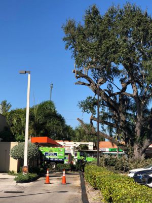<span  class="uc-style-447474821308" style="color:#ffffff;">jade-tree-service-43</span>