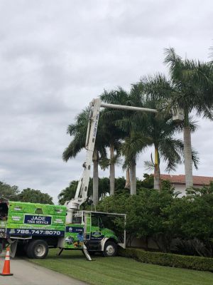 <span  class="uc-style-468328961383" style="color:#ffffff;">jade-tree-service-45</span>